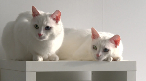 Самые пушистые и обаятельные. Петербургских кошек-близнецов Абис и Айрис признали самыми красивыми в мире по версии конкурса паблика Cats of Instagram