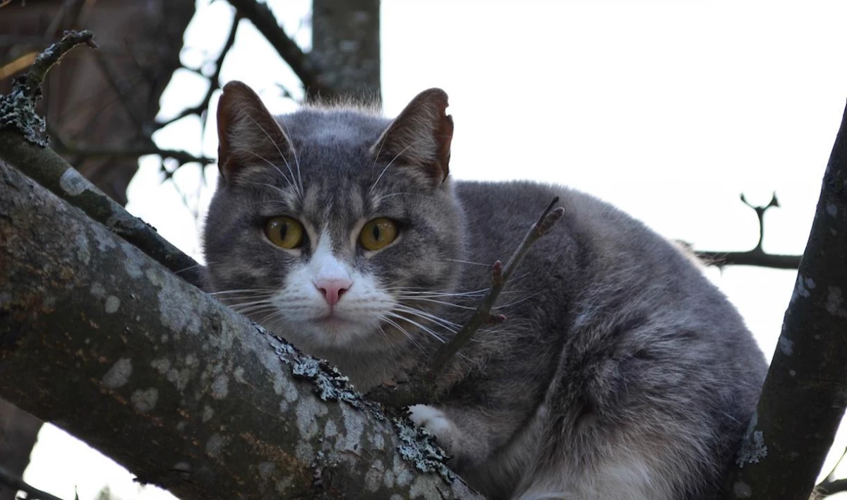 В Петербурге спасли двух котов: одного достали из трубы у пруда, второго сняли с дерева - tvspb.ru