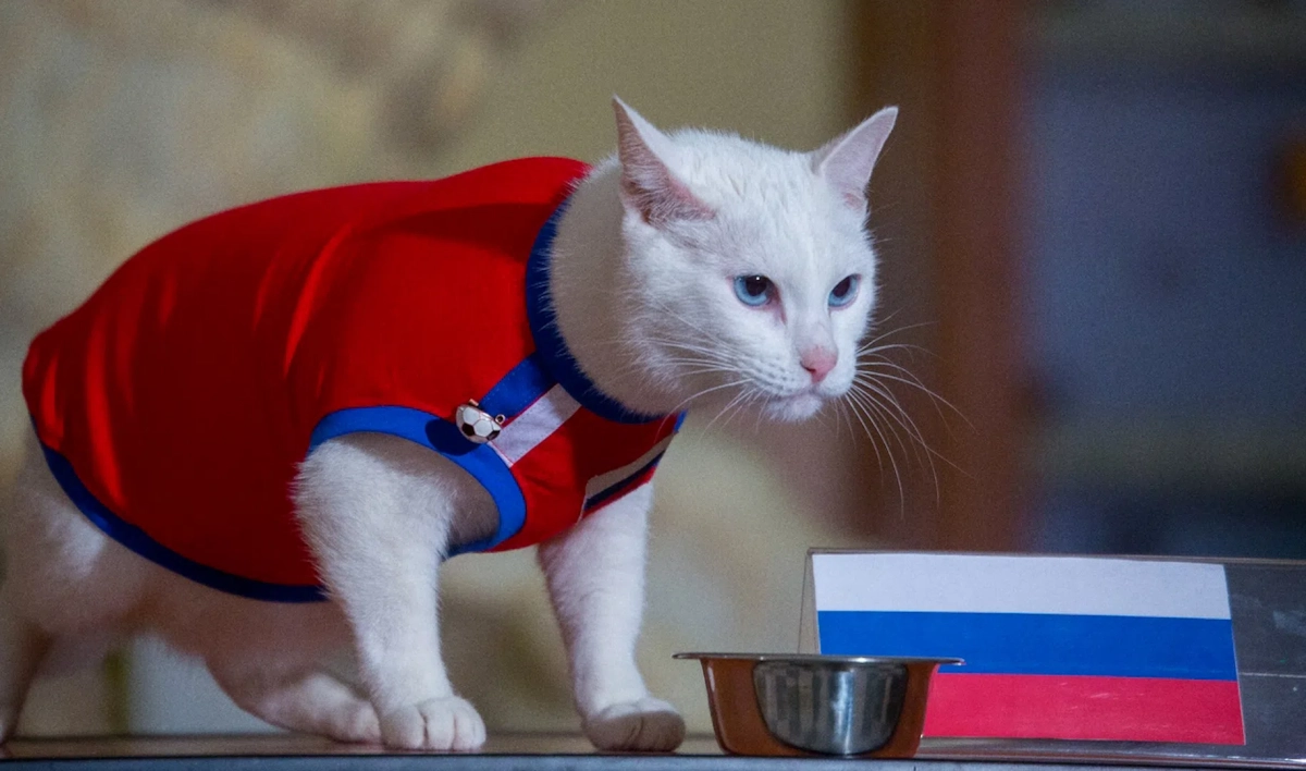 Эрмитажный кот Ахилл стал номинантом международной премии «Мой ласковый и нужный зверь» - tvspb.ru