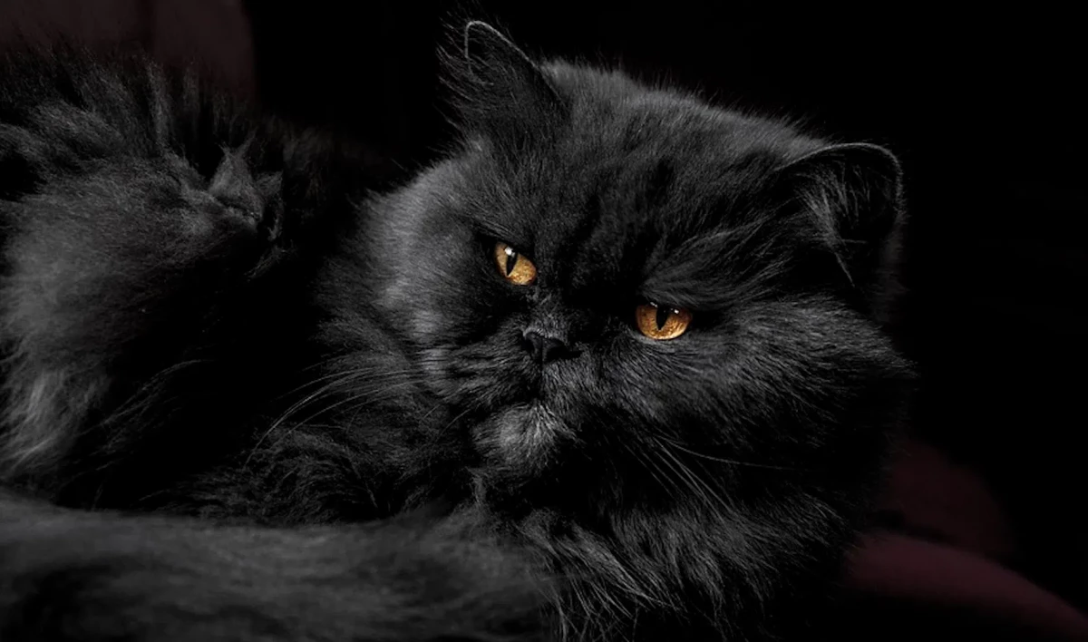 Ученые установили, что у всех кошек есть признаки психопатии - tvspb.ru