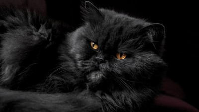 Ученые установили, что у всех кошек есть признаки психопатии