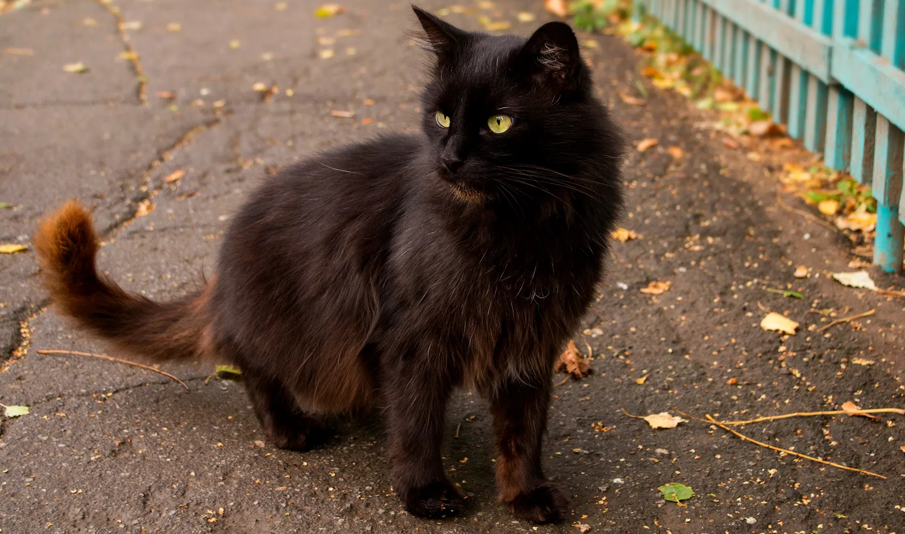 В Петербурге создали проект о приютских и бездомных котах «Друзей не покупают!»