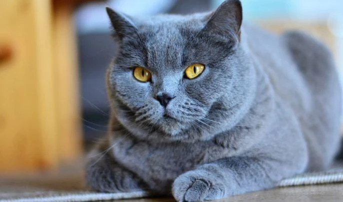 Эрмитажные коты стали самыми популярными в соцсетях - tvspb.ru