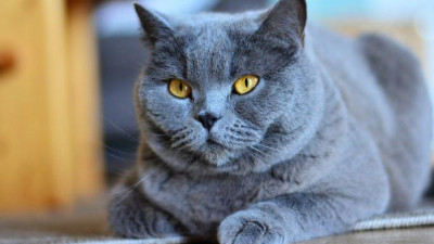 Российская вакцина против аллергии на кошек может быть без противопоказаний