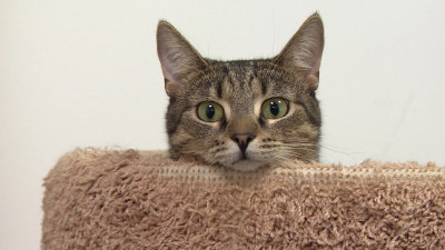 В Петербурге орудует серийный охотник за котятами