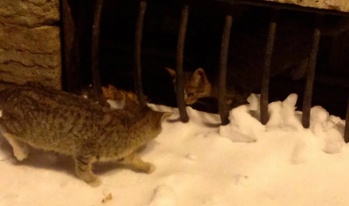 Котята спрятались от холодов в подвале Мариинского театра - tvspb.ru
