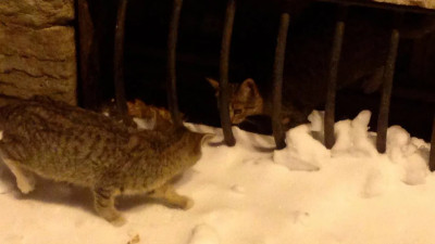 Котята спрятались от холодов в подвале Мариинского театра