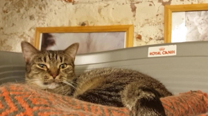 В Эрмитаже показали, как коты живут в условиях самоизоляции