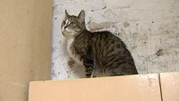Четыре эрмитажных кота погибли, трое находятся в ветклинике - tvspb.ru