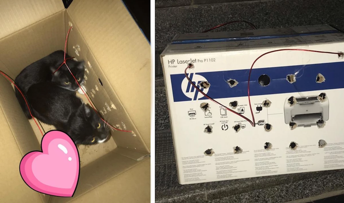 Республика кошек закрылась из-за коробки с проводами и котятами - tvspb.ru