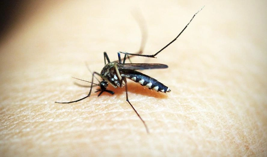 Россиянам угрожают смертельные лихорадки из-за миграции комаров - tvspb.ru
