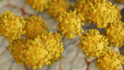 Американские ученые обнаружили «нейтрализатор» коронавируса