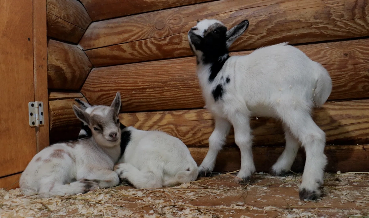 11 козлят родились в Ленинградском зоопарке с начала апреля - tvspb.ru