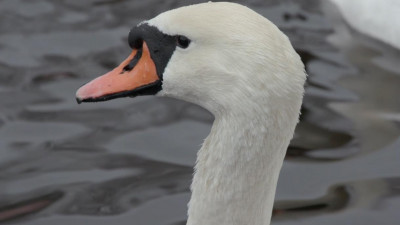 Как проводят осень обитатели парка на Крестовском острове. Видеопрогулка