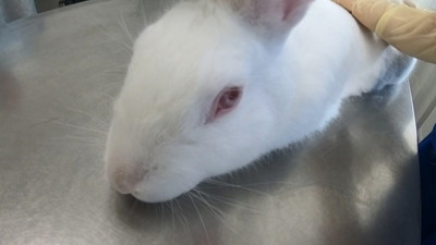 Кролик укусил ребенка на Октябрьской набережной