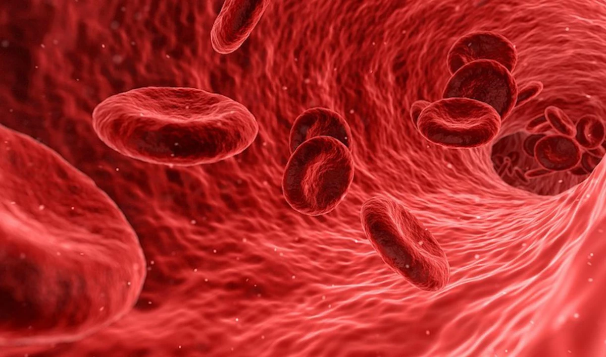 Ученые-биологи выяснили, почему воспаление уничтожает некоторые иммунные клетки - tvspb.ru