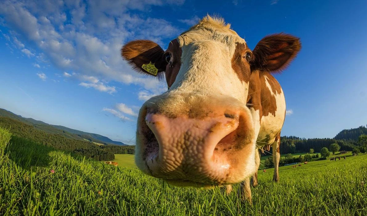 Кто придумал вакцинацию и при чем здесь коровы - tvspb.ru