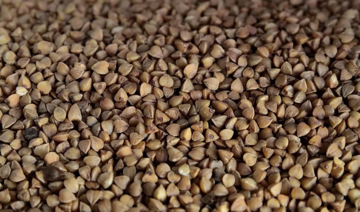 Минсельхоз заявил, что объем производства гречихи обеспечивает внутренний рынок России - tvspb.ru