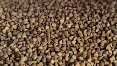 Минсельхоз заявил, что объем производства гречихи обеспечивает внутренний рынок России