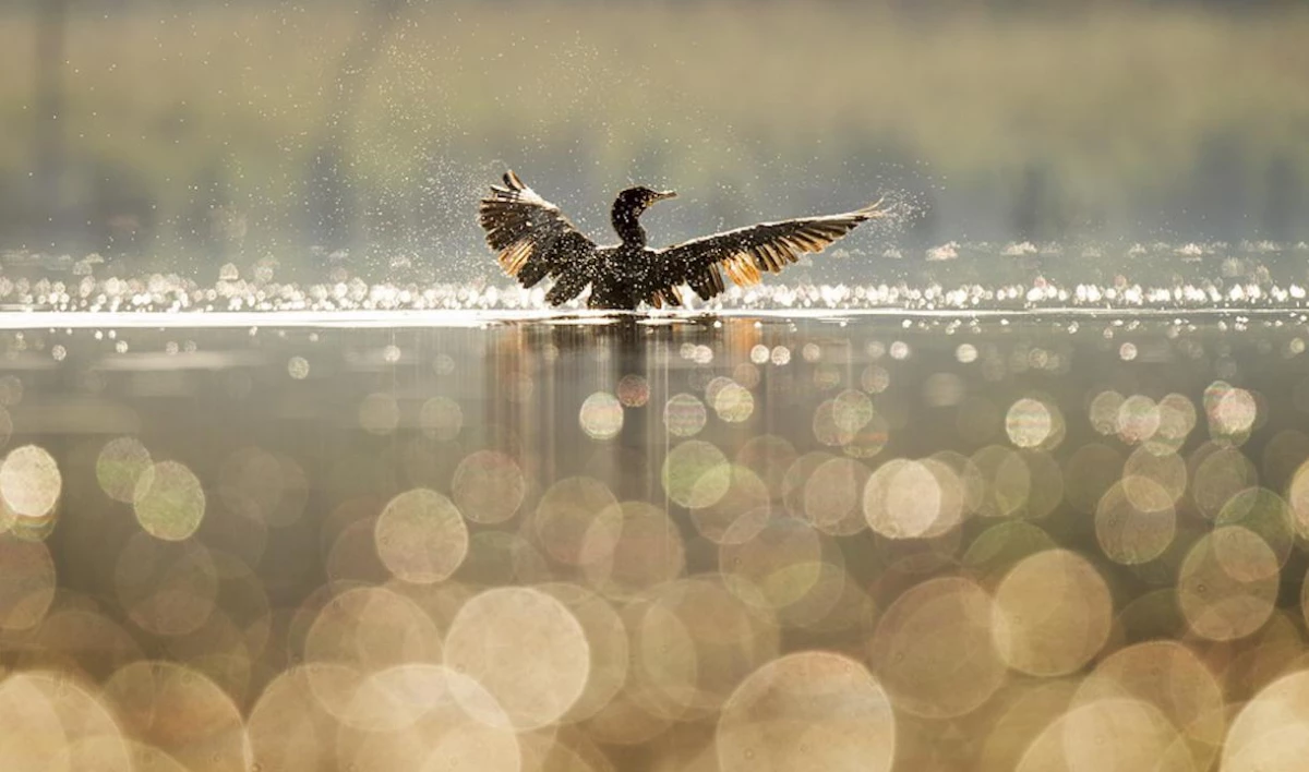 В голландской каменоломне нашли останки предка современных кур и уток - tvspb.ru