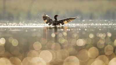 В голландской каменоломне нашли останки предка современных кур и уток