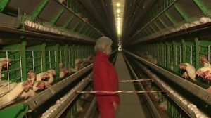 Контроль качества яиц на птицефабриках