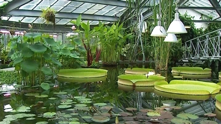 «Мечты о весне»: фотографии тюльпанов Ботанического сада появились во многих инстаграмах петербуржцев - tvspb.ru