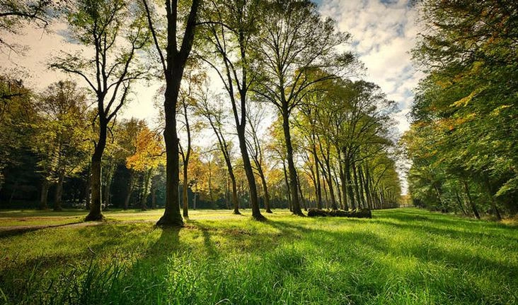Путин одобрил идею высадить 27 млн деревьев в память о павших в годы Великой Отечественной войны - tvspb.ru