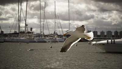 У морских портов России на 3% уменьшился грузооборот