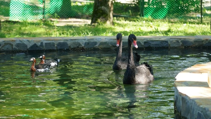 Черные лебеди в Ленинградском зоопарке справили новоселье - tvspb.ru