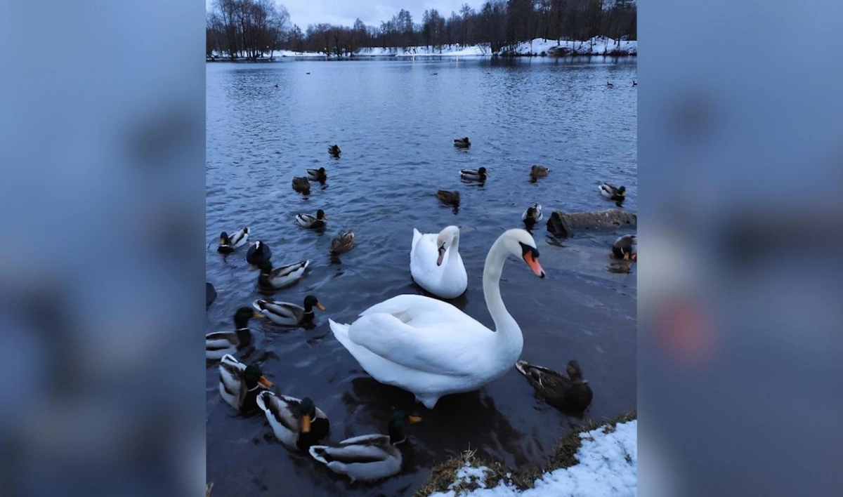 В соцсетях показали фото выросшего гатчинского лебеденка - tvspb.ru