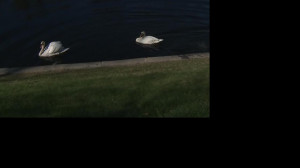 Лебеди Летнего сада вернулись в Карпиев пруд