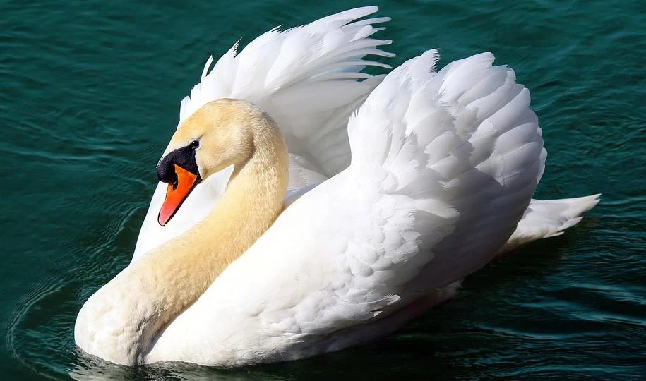 В Гатчинском парке погибла белая лебедь, ожидавшая потомство - tvspb.ru