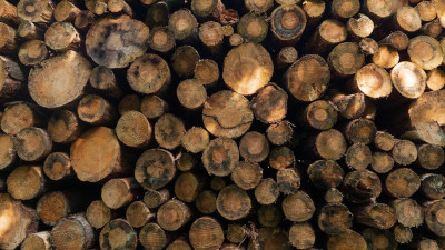 Путин поручил запретить вывоз необработанного леса из России