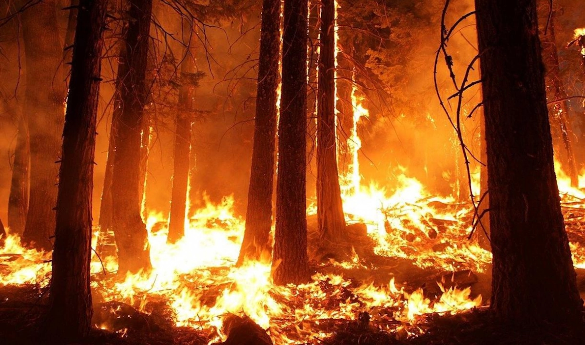 Петербургские ученые изобрели универсальный огнетушащий состав для борьбы  с лесными пожарами - tvspb.ru