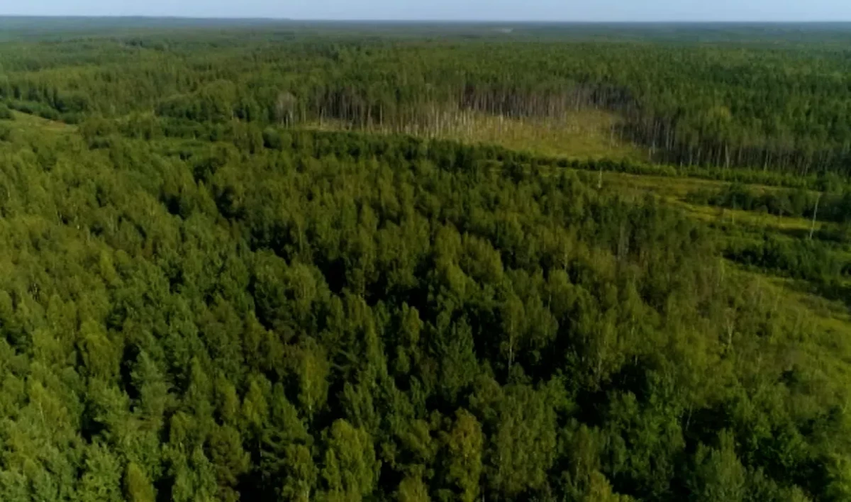 Эксперт: Число пропавших в лесах Петербурга и области резко упало из-за жары - tvspb.ru
