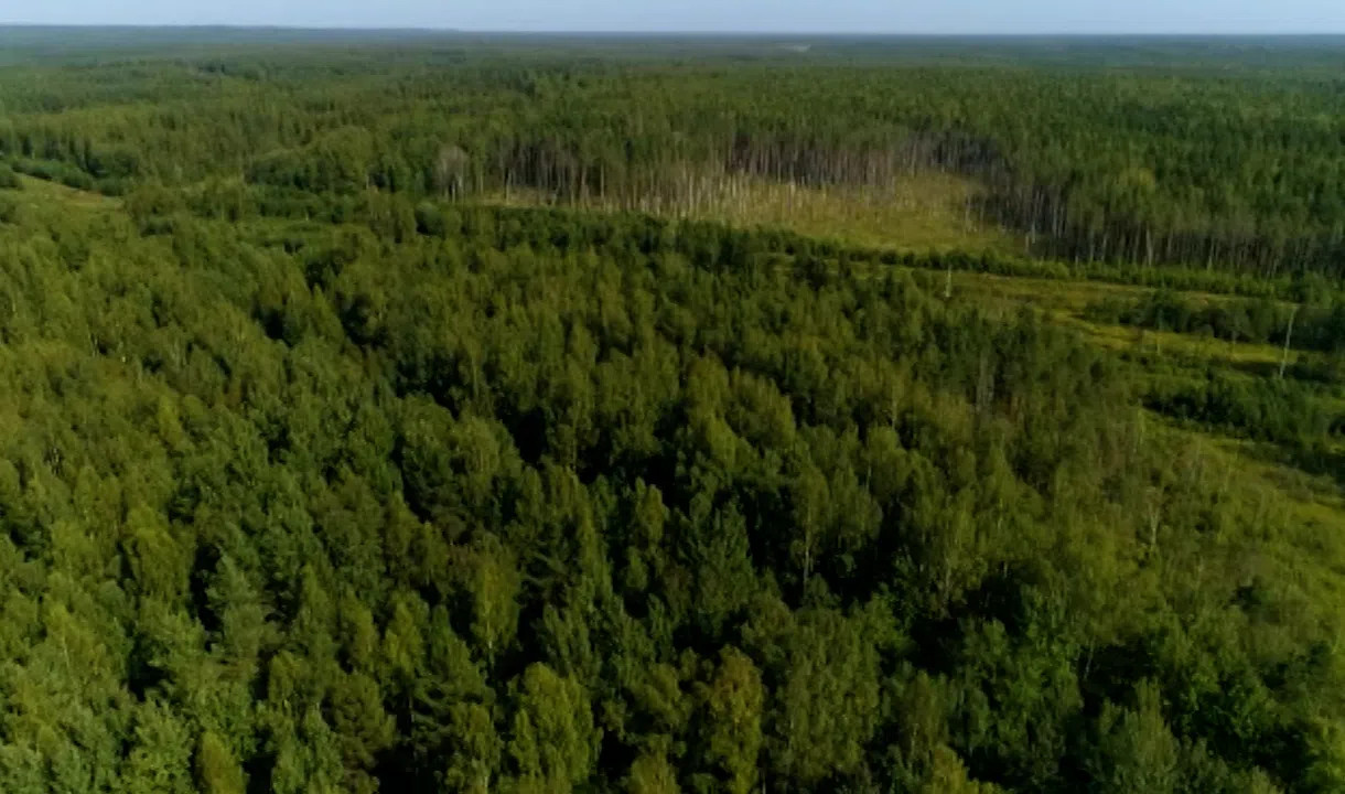 Площади россии покрыто лесами