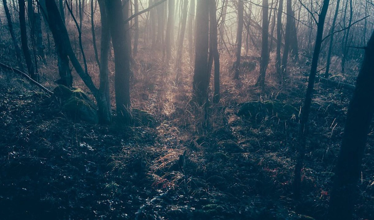 Человеческие останки нашли в лесу под Выборгом - tvspb.ru