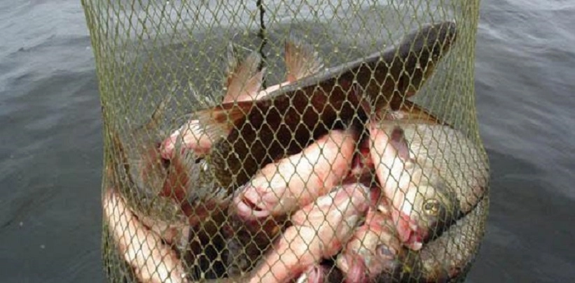 На Ладоге задержали браконьеров со 100 кг незаконно пойманной рыбы - tvspb.ru