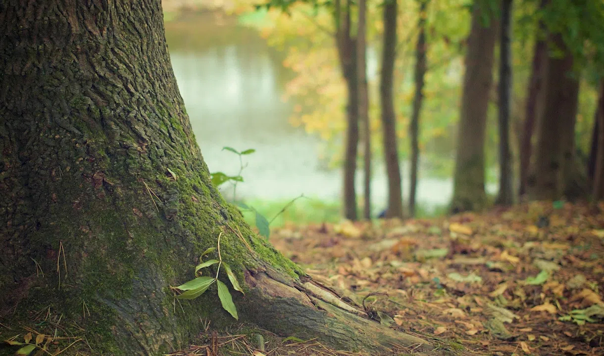 «В лесу глухо»: Грибники возвращаются в Петербург после тихой охоты с пустыми корзинами