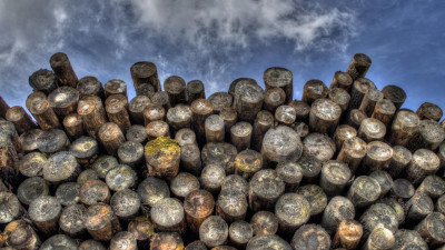 Петербург и Ленобласть экспортировали более 800 тысяч кубометров леса за три месяца