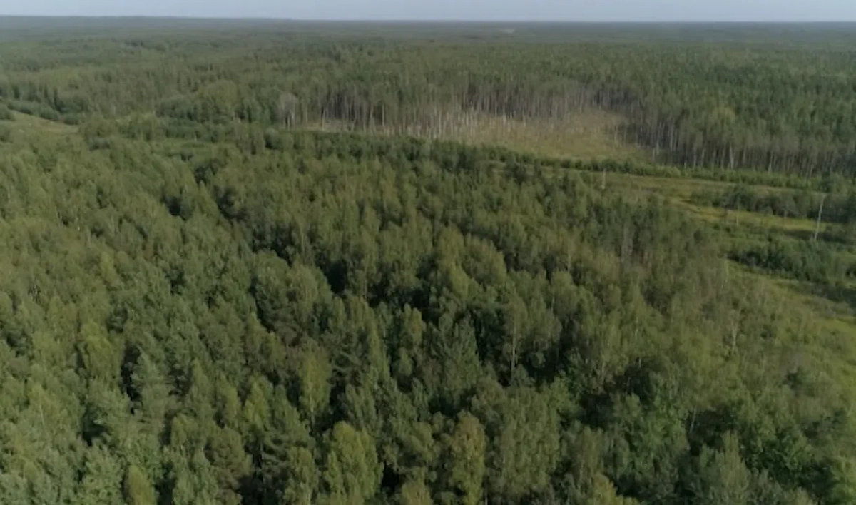 В лесах Ленобласти отменен противопожарный режим - tvspb.ru