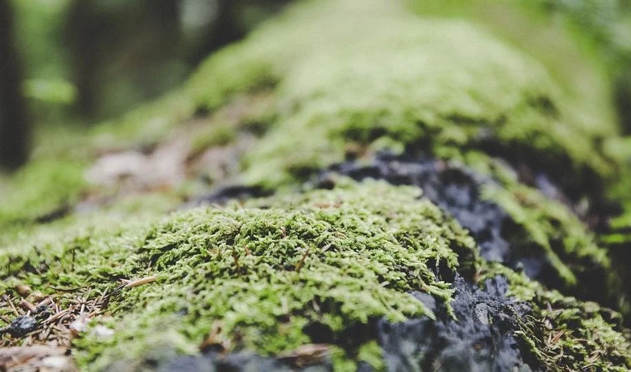 Петербургские ученые открыли новые виды лишайников в Приамурье - tvspb.ru