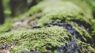 Петербургские ученые открыли новые виды лишайников в Приамурье