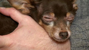 Любят ли музыку домашние питомцы? Практический эксперимент