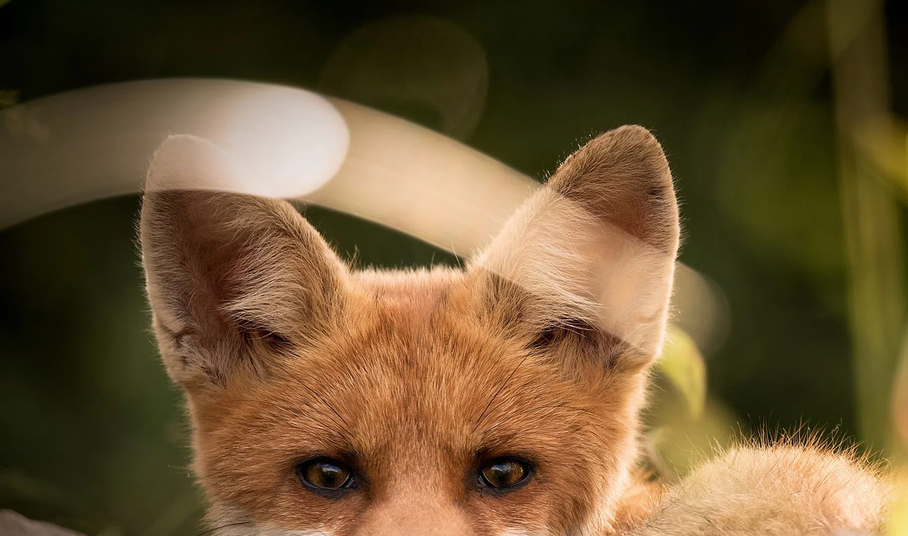 Ролики fox