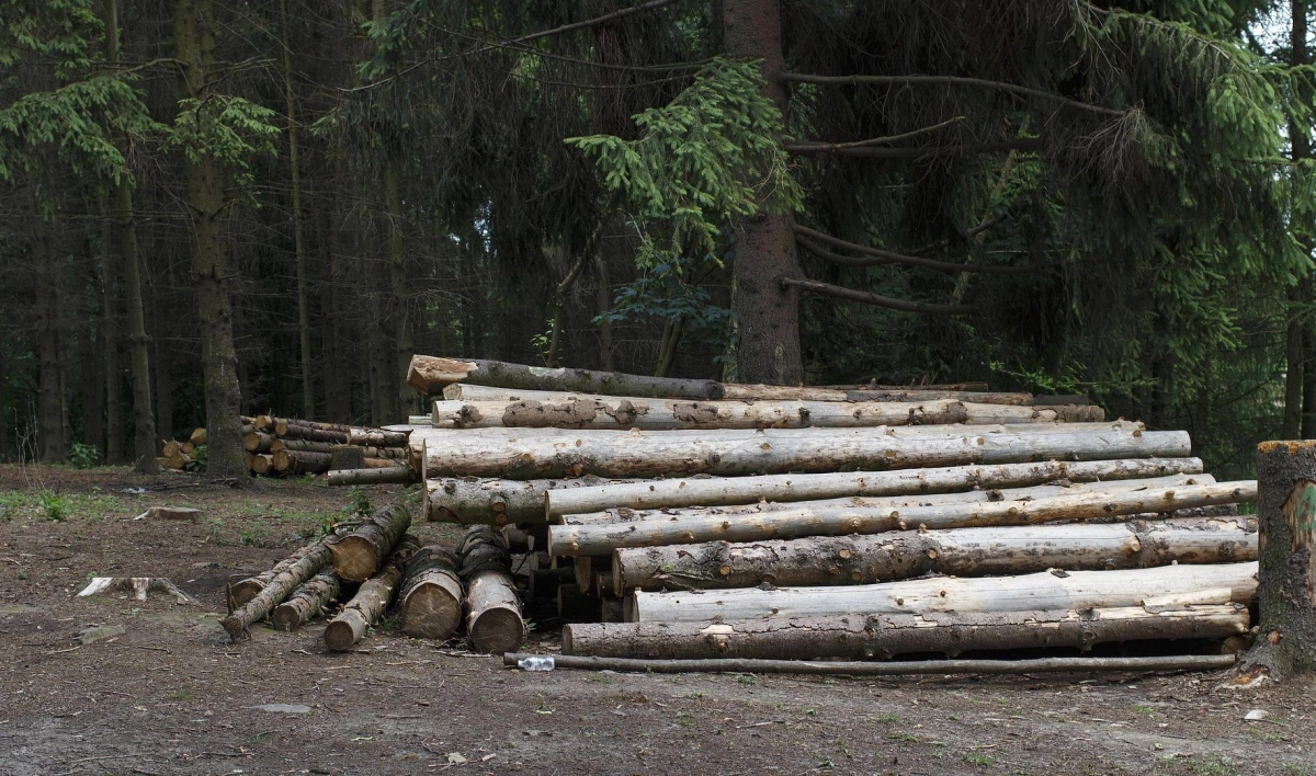 С начала года Ленобласть снабдила древесиной 51 страну мира - tvspb.ru