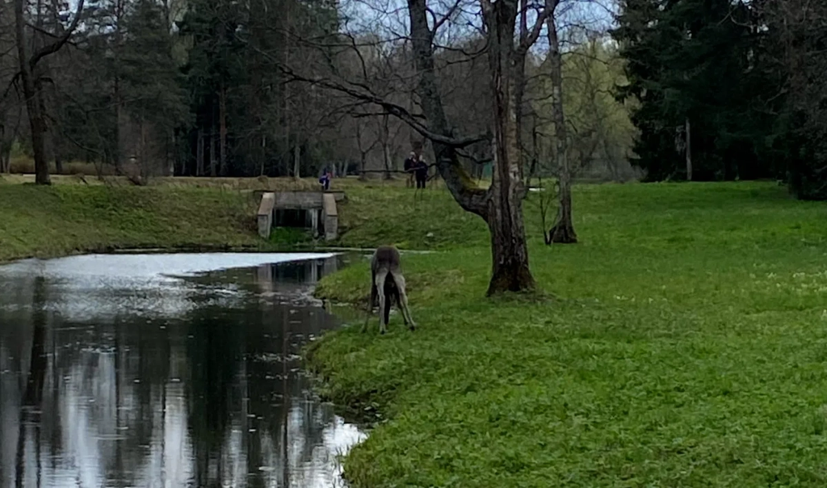 В Павловском парке заметили прогуливающегося лося - tvspb.ru