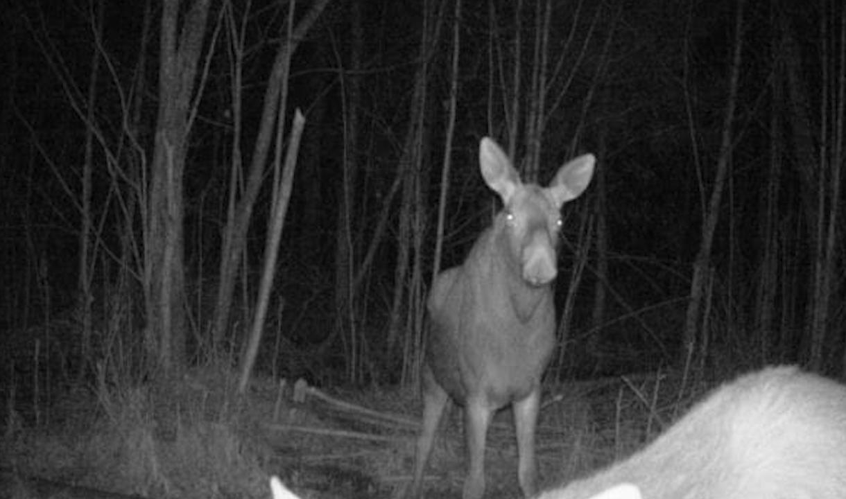 Самка лося с лосятами попали в объектив фотоловушки в заказнике «Мшинское болото»
