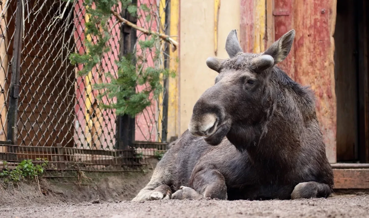 У лося Дениса из Ленинградского зоопарка начали расти рога - tvspb.ru